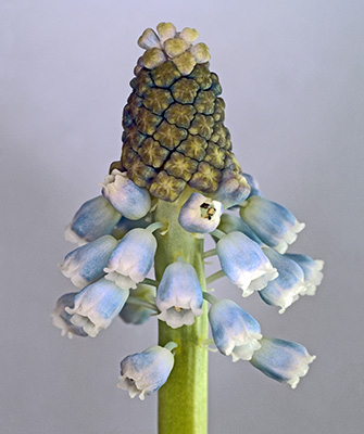 Image of Muscari Botryoides af Pauline Snoeijs