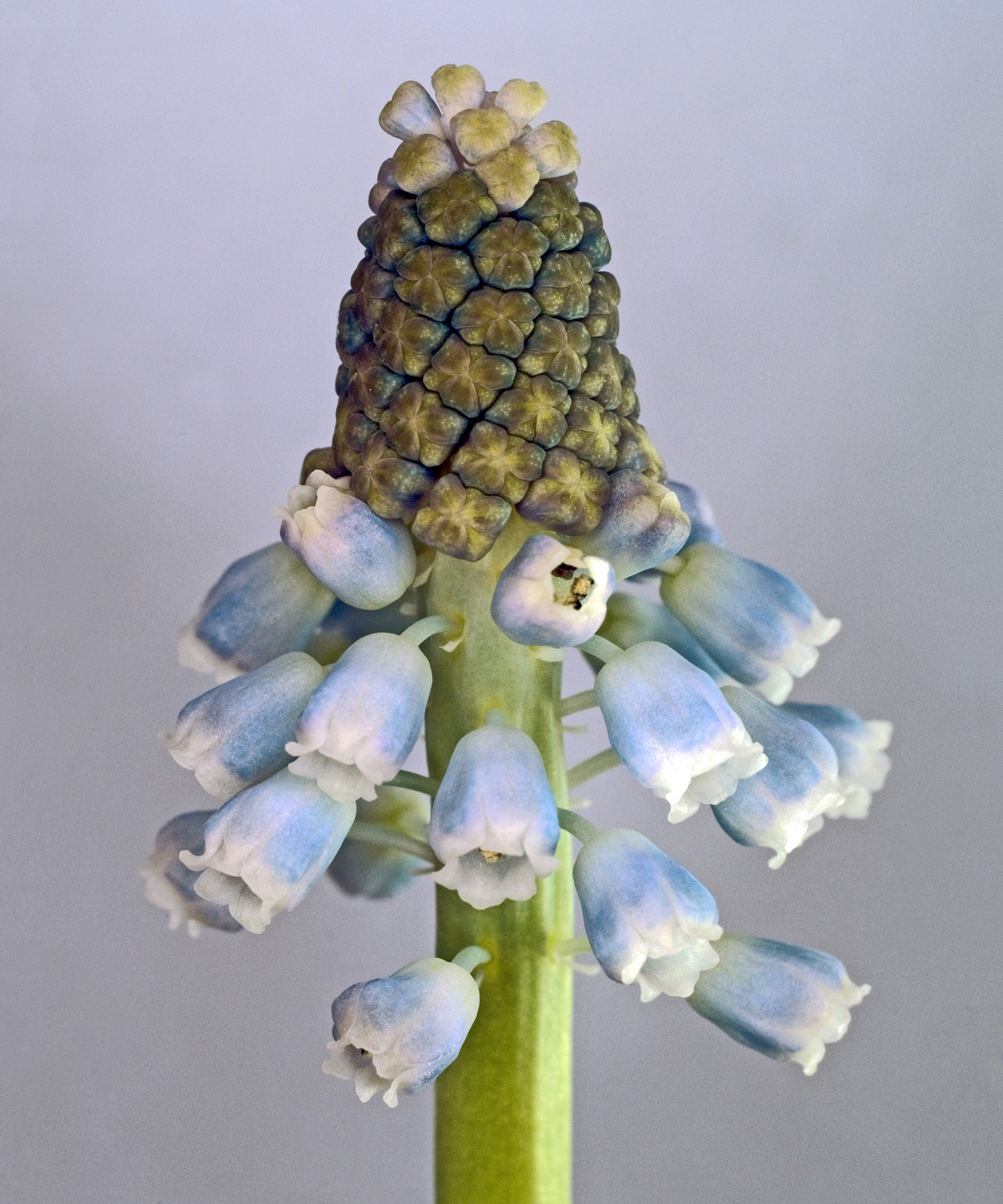 Se Muscari Botryoides af Pauline Snoeijs hos Illux.dk