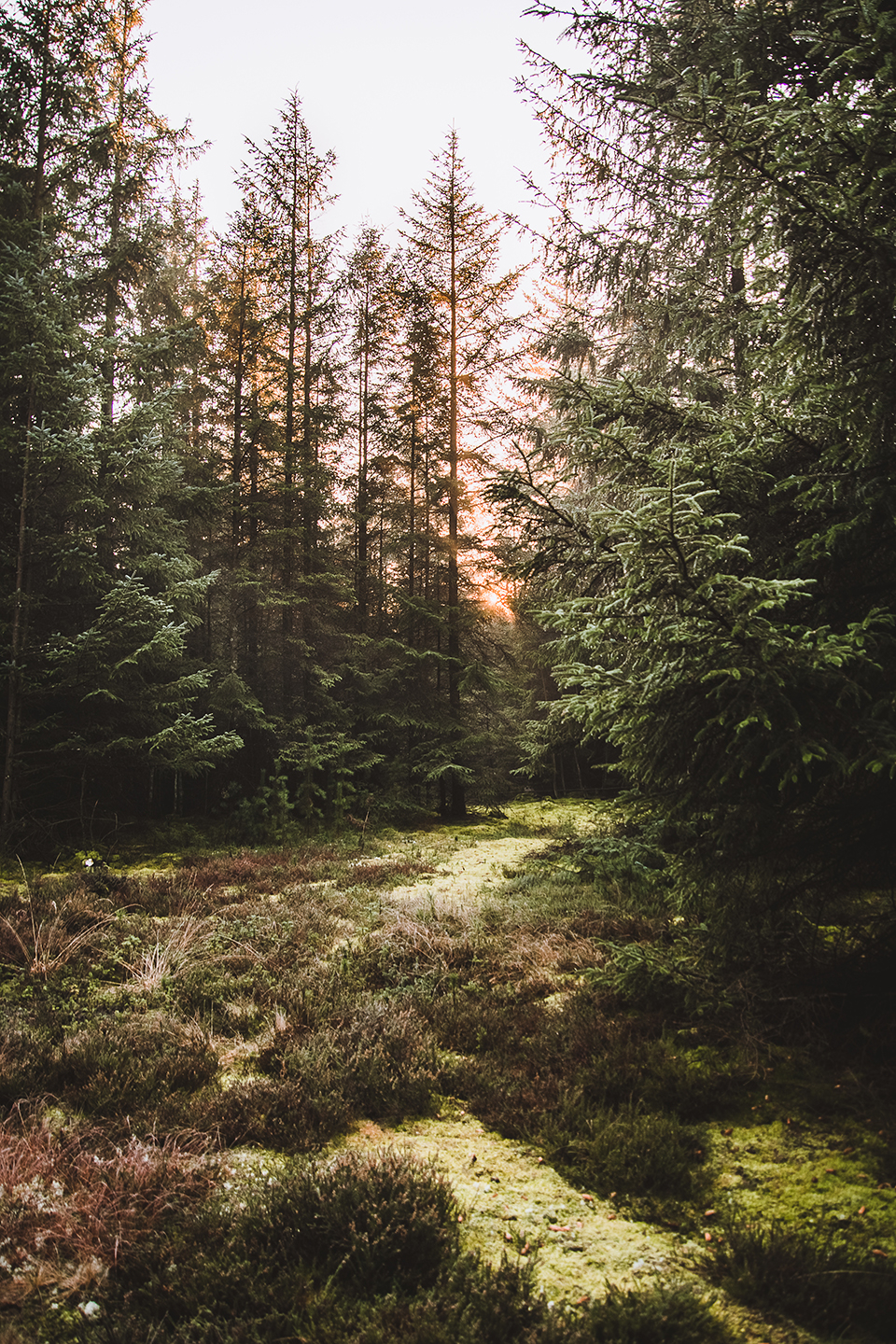 Køb Nationalpark Thy II af Torben Hedegaard - Pris 189.00 kr. Køb Nationalpark Thy II af Torben Hedegaard - Pris 189.00 kr.