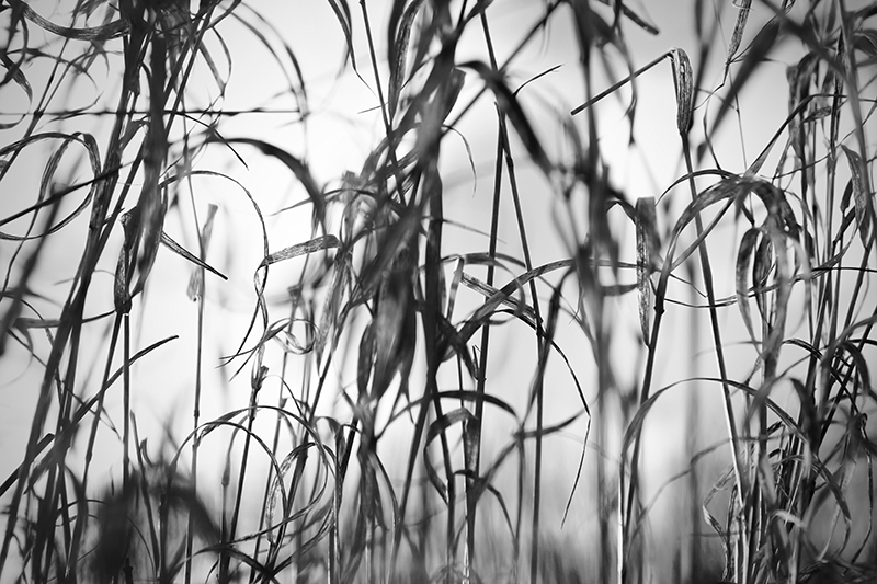 Image of Natur3 af Preben Stentoft