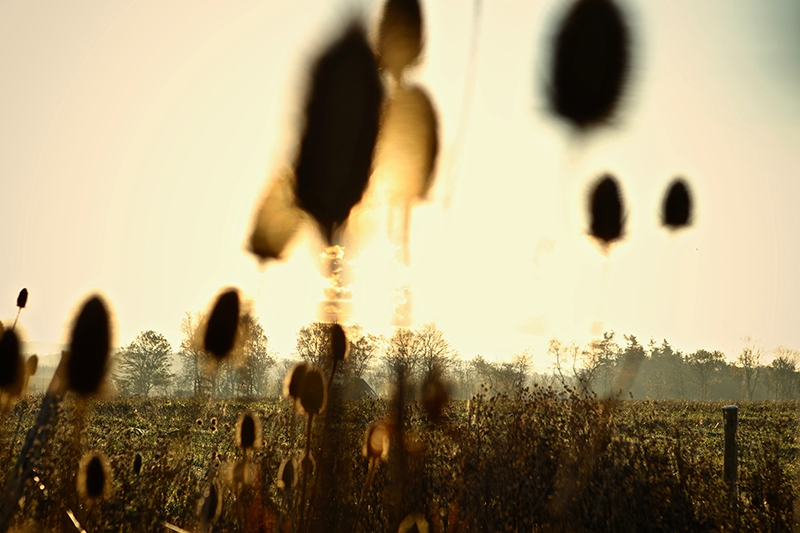 Image of Natur6 af Preben Stentoft