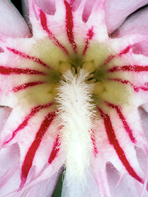 Image of Nerium Oleander af Pauline Snoeijs
