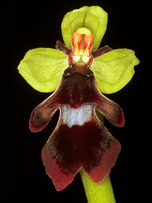 Image of Ophrys Insectifera af Pauline Snoeijs