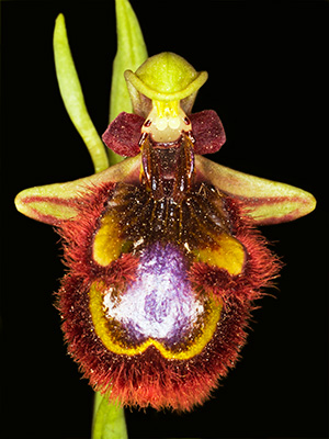 Image of Ophrys Speculum af Pauline Snoeijs