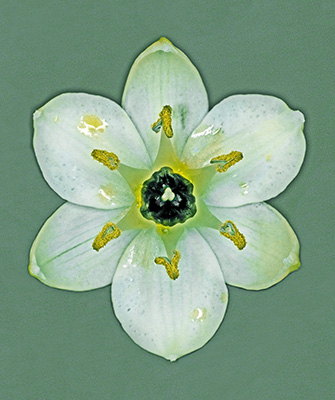 Image of Ornithogalum Arabicum af Pauline Snoeijs
