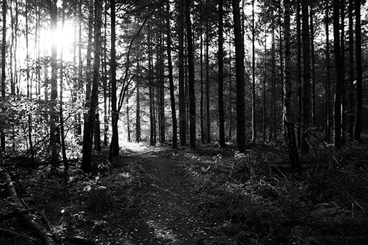 Image of Path of light af Kirsten Stigsgaard