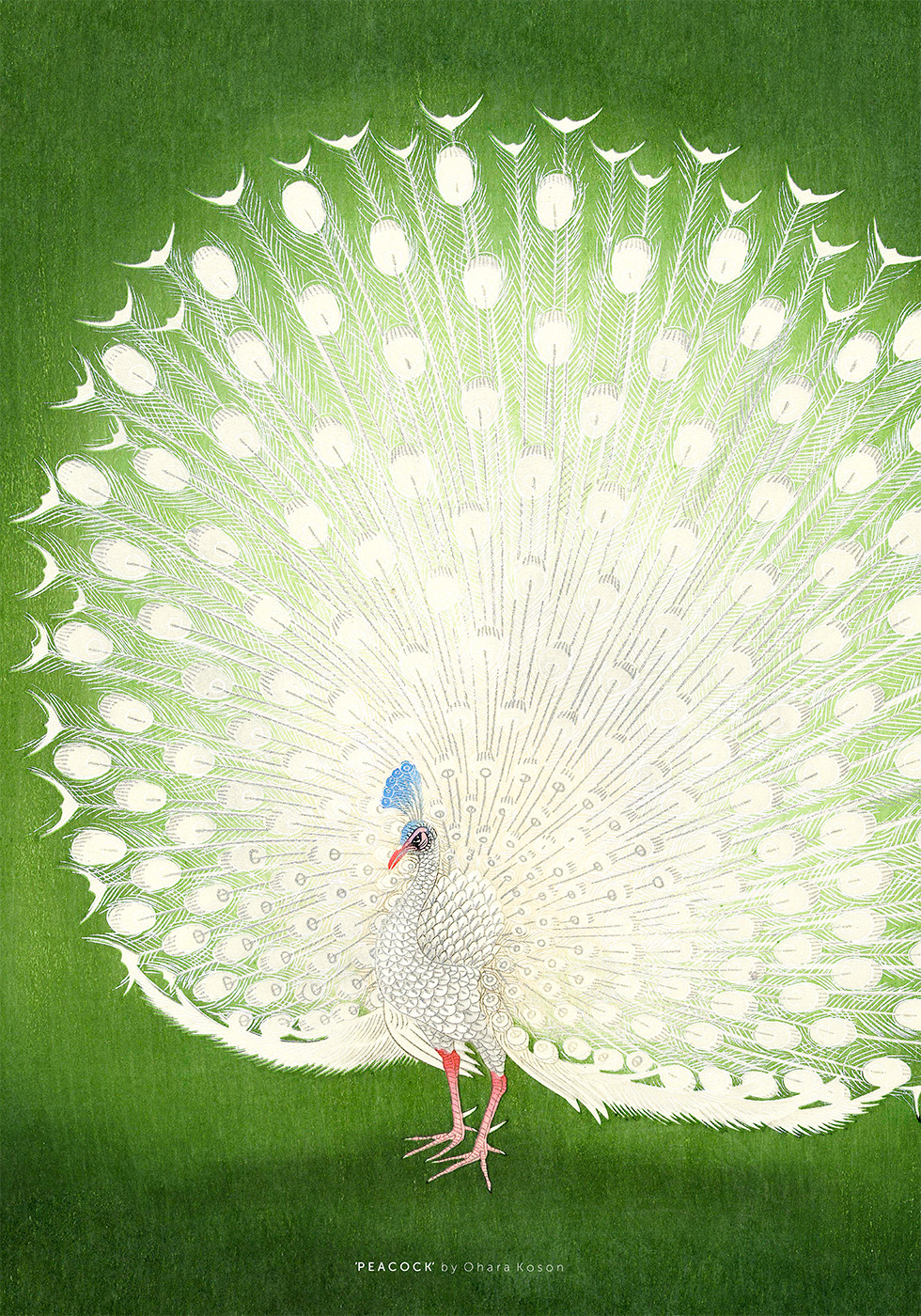 Billede af Peacock af Plakatwerket