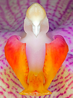 Image of Phalanaeopsis 1 af Pauline Snoeijs