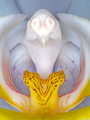 Image of Phalanaeopsis 2 af Pauline Snoeijs