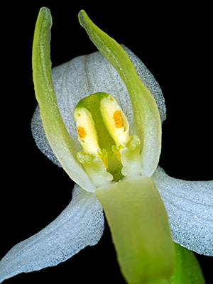 Image of Platanthera Bifolia af Pauline Snoeijs