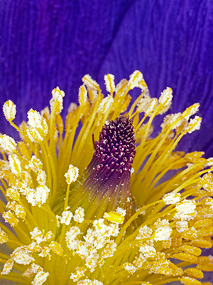 Image of Pulsatilla Vulgaris af Pauline Snoeijs