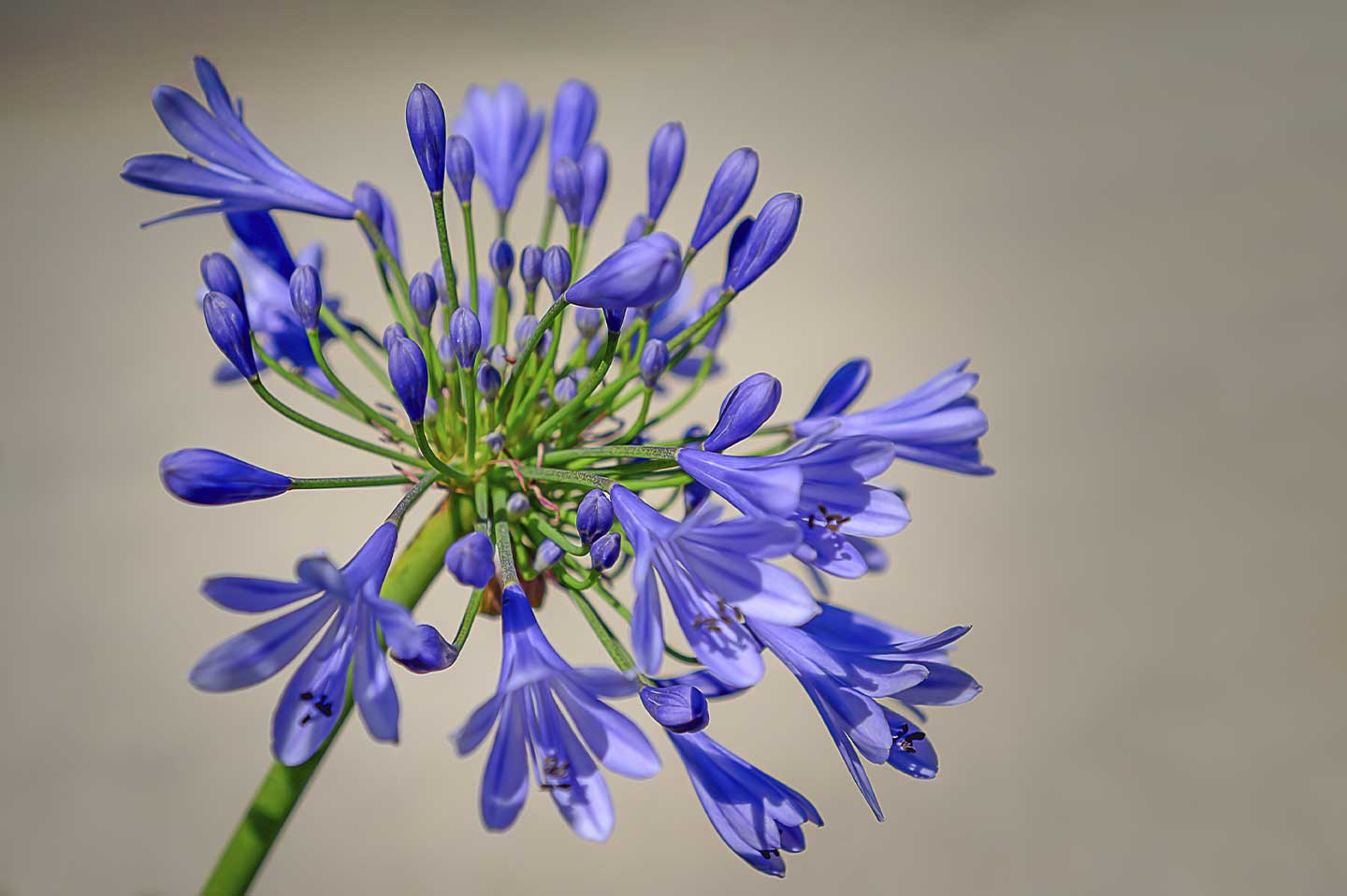 Køb Purple Agapanthus Bloom af Cato Johan Rød Photography - Pris 250.00 kr. Køb Purple Agapanthus Bloom af Cato Johan Rød Photography - Pris 250.00 kr.