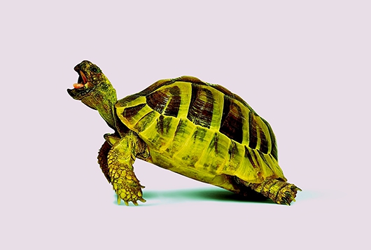 Image of Purple Turtle af Pernille Westh