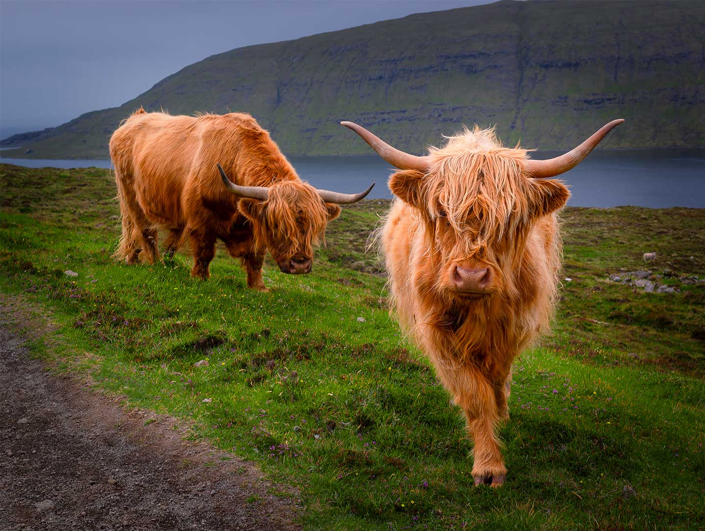 Køb Curious cows af Rasmus Gundorff Sæderup - Pris 250.00 kr.
