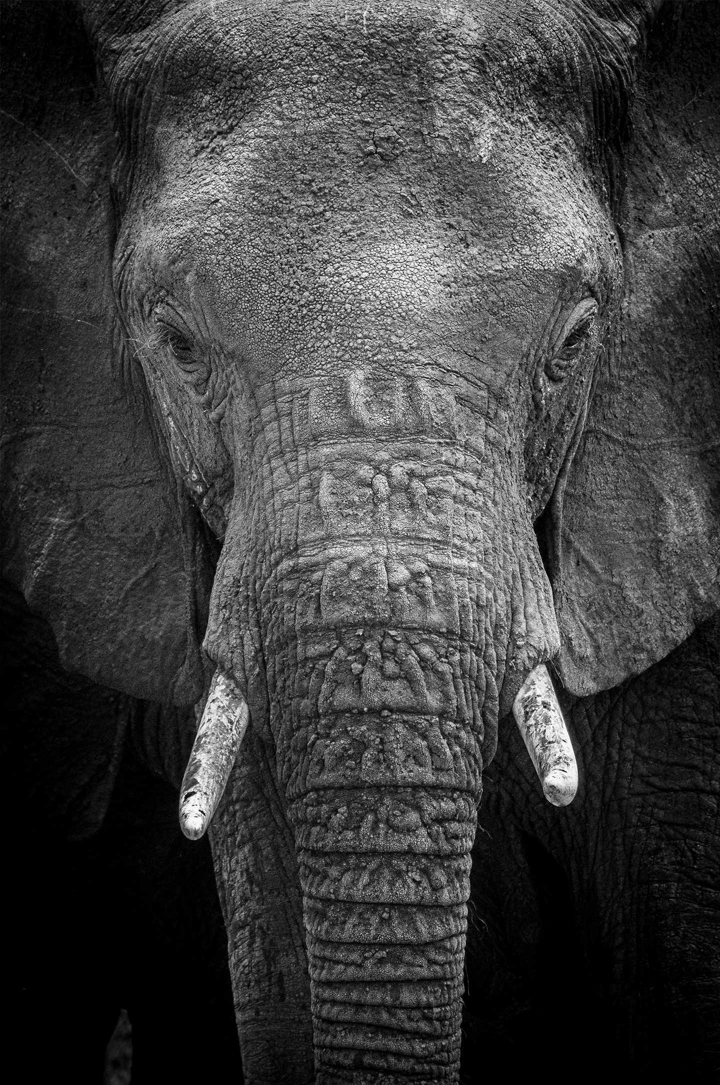 Køb The intense gaze of an elephant af Rasmus Gundorff Sæderup - Pris 250.00 kr. Køb The intense gaze of an elephant af Rasmus Gundorff Sæderup - Pris 250.00 kr.