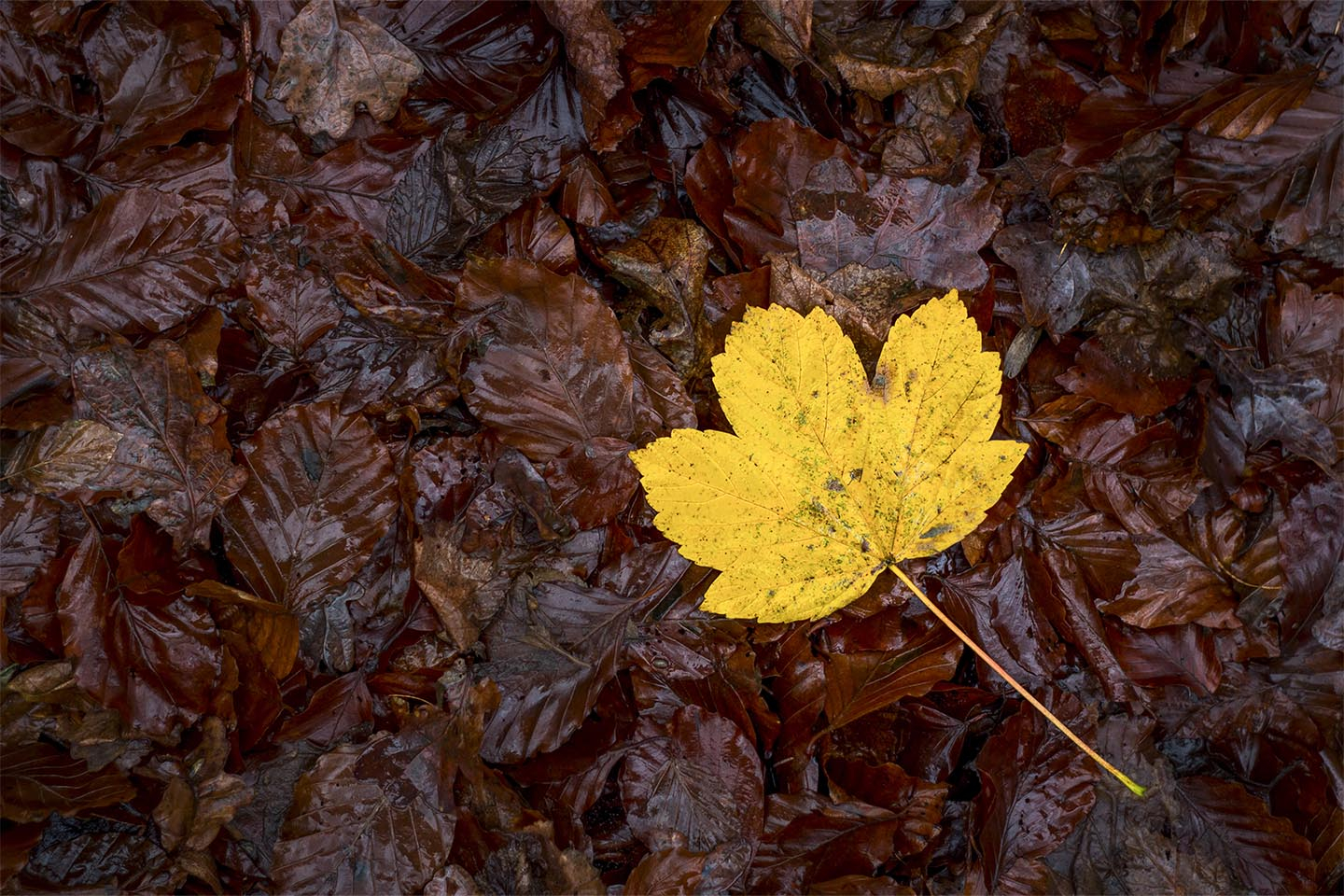 Yellow autumn leaf af Rasmus Gundorff Sæderup