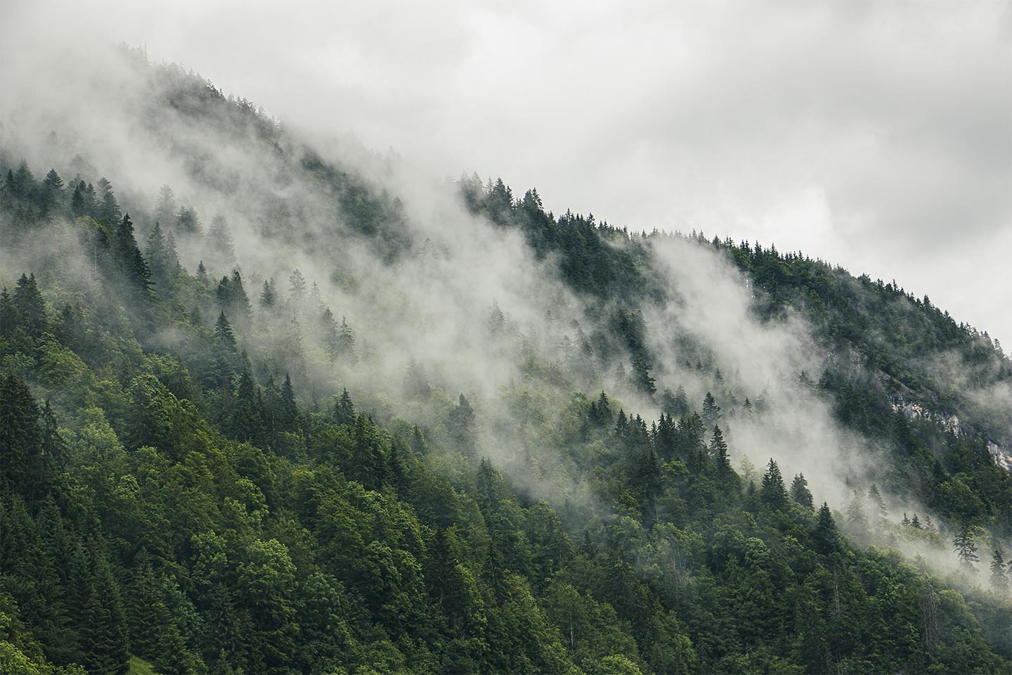 Køb Mysterious forest fog I af Rasmus Gundorff Sæderup - Pris 250.00 kr. Køb Mysterious forest fog I af Rasmus Gundorff Sæderup - Pris 250.00 kr.