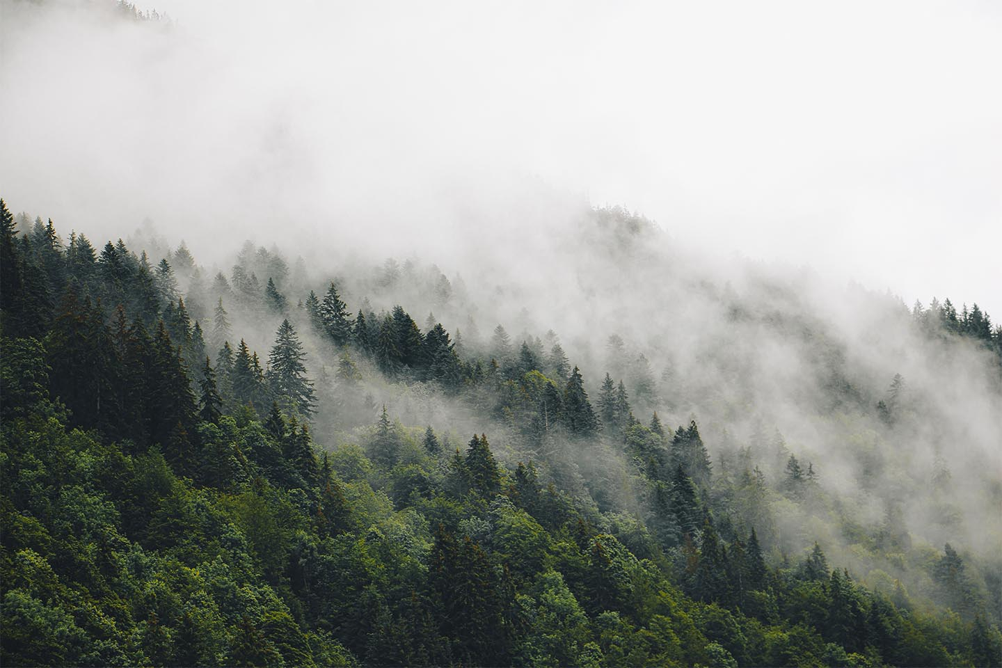 Køb Mysterious forest fog II af Rasmus Gundorff Sæderup - Pris 250.00 kr. Køb Mysterious forest fog II af Rasmus Gundorff Sæderup - Pris 250.00 kr.