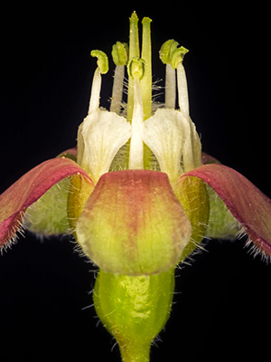 Image of Ribes Uva-crispa af Pauline Snoeijs