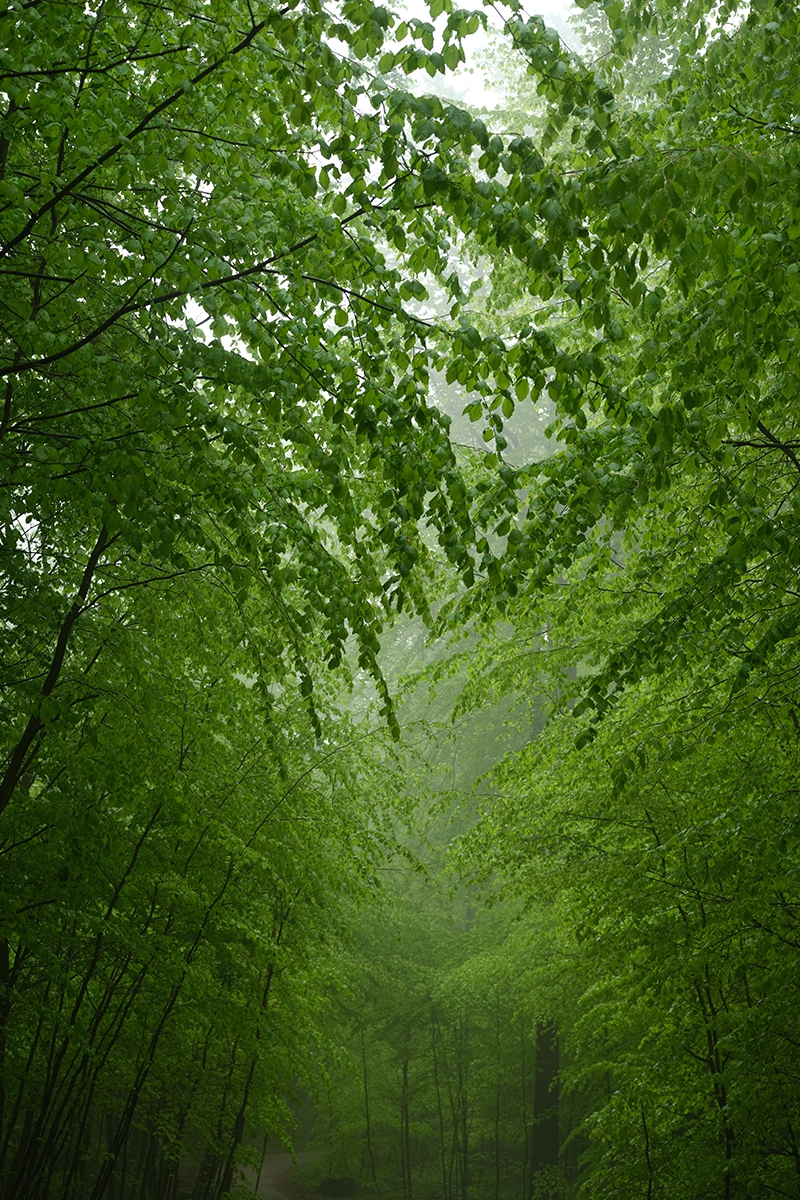 Image of Risskov3 af Preben Stentoft