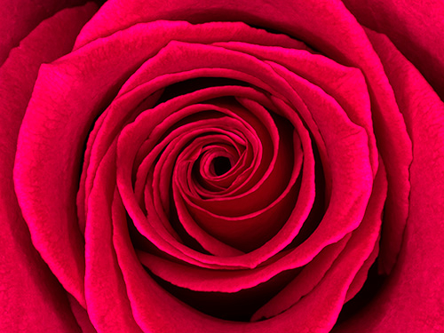 Image of Rosa af Pauline Snoeijs