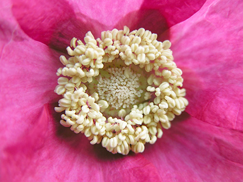 Image of Rubus Odoratus af Pauline Snoeijs