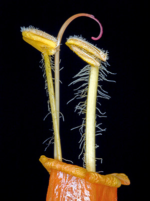 Image of Sanchezia af Pauline Snoeijs