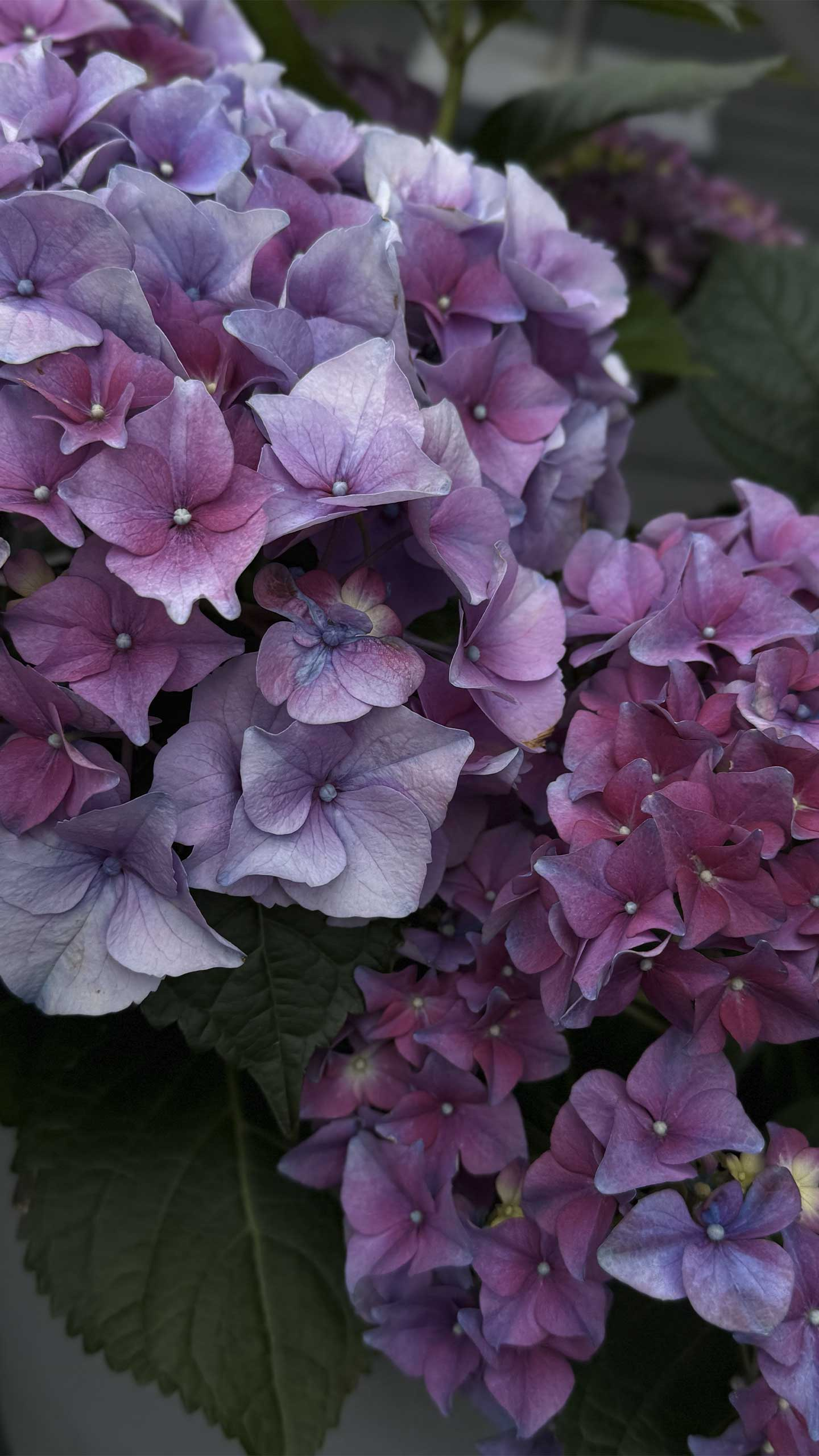 Køb Smukke blomster af Heart Notes - Pris 250.00 kr. Køb Smukke blomster af Heart Notes - Pris 250.00 kr.