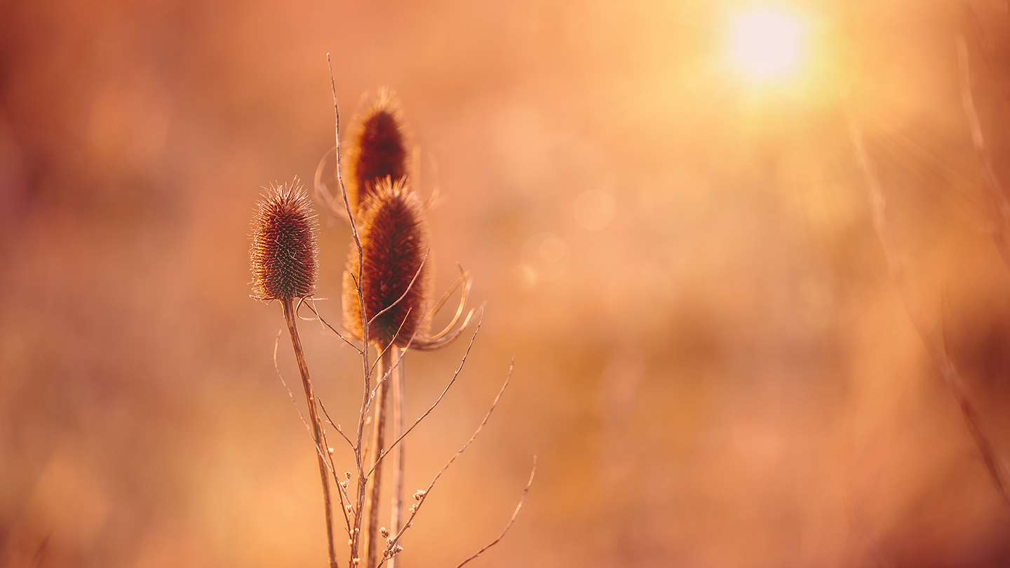 Sol over eng af SMUKSTIL BY MEA