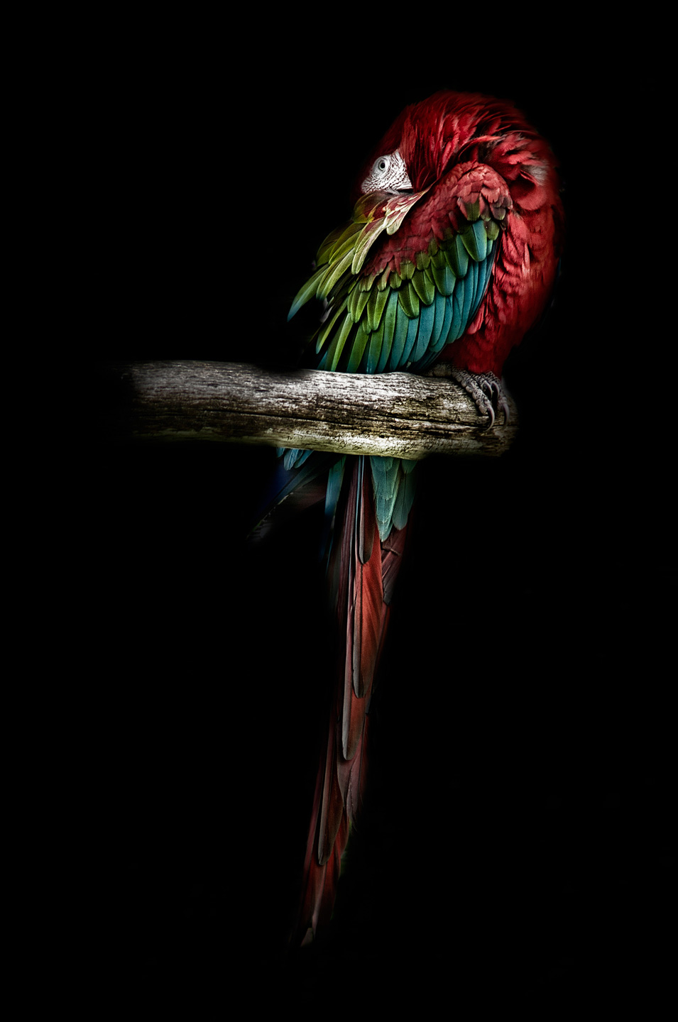 Billede af The Red Parrot af Gustavo Orensztajn