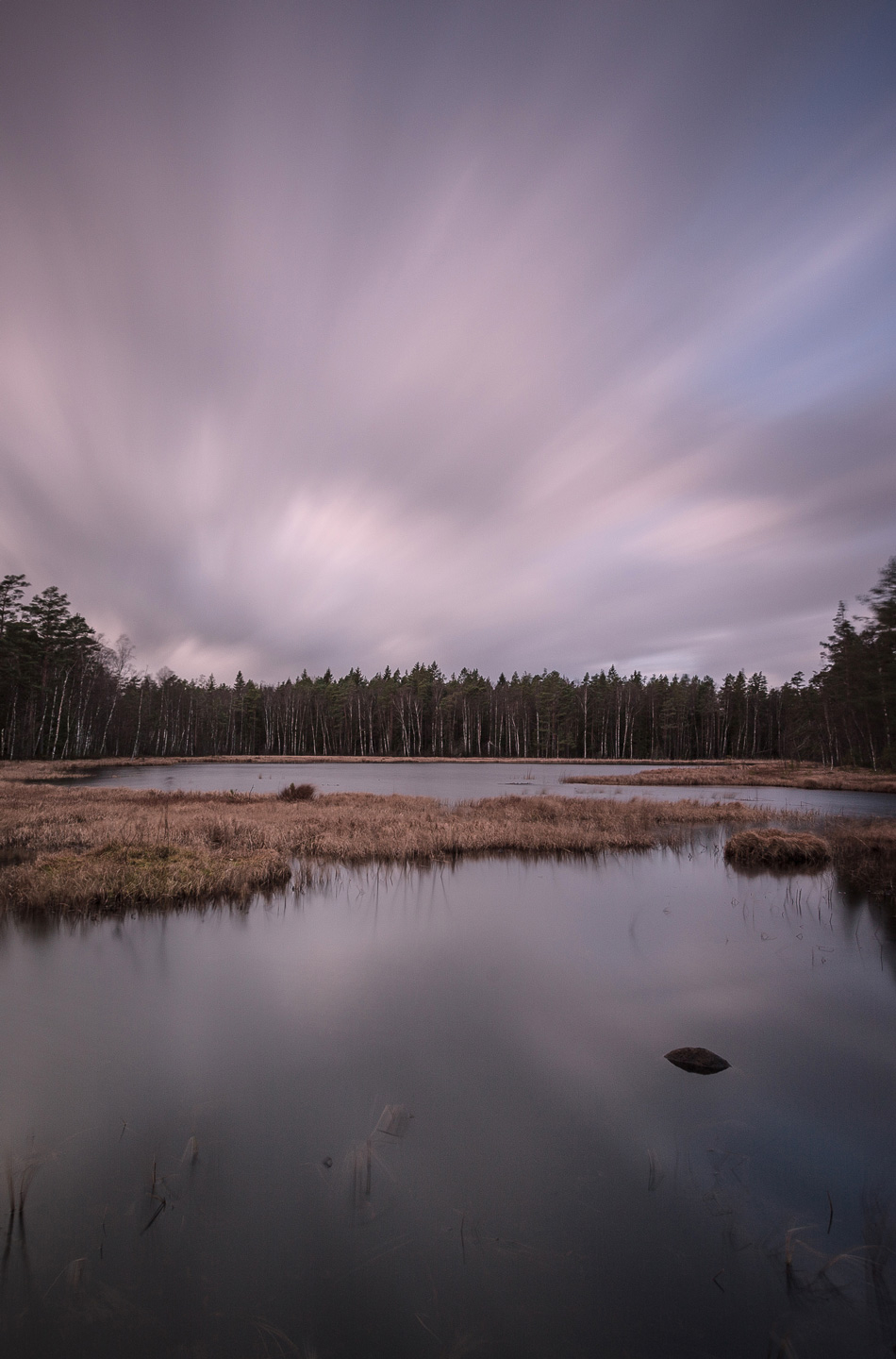 Billede af The Tree Line af Mikkel Beiter