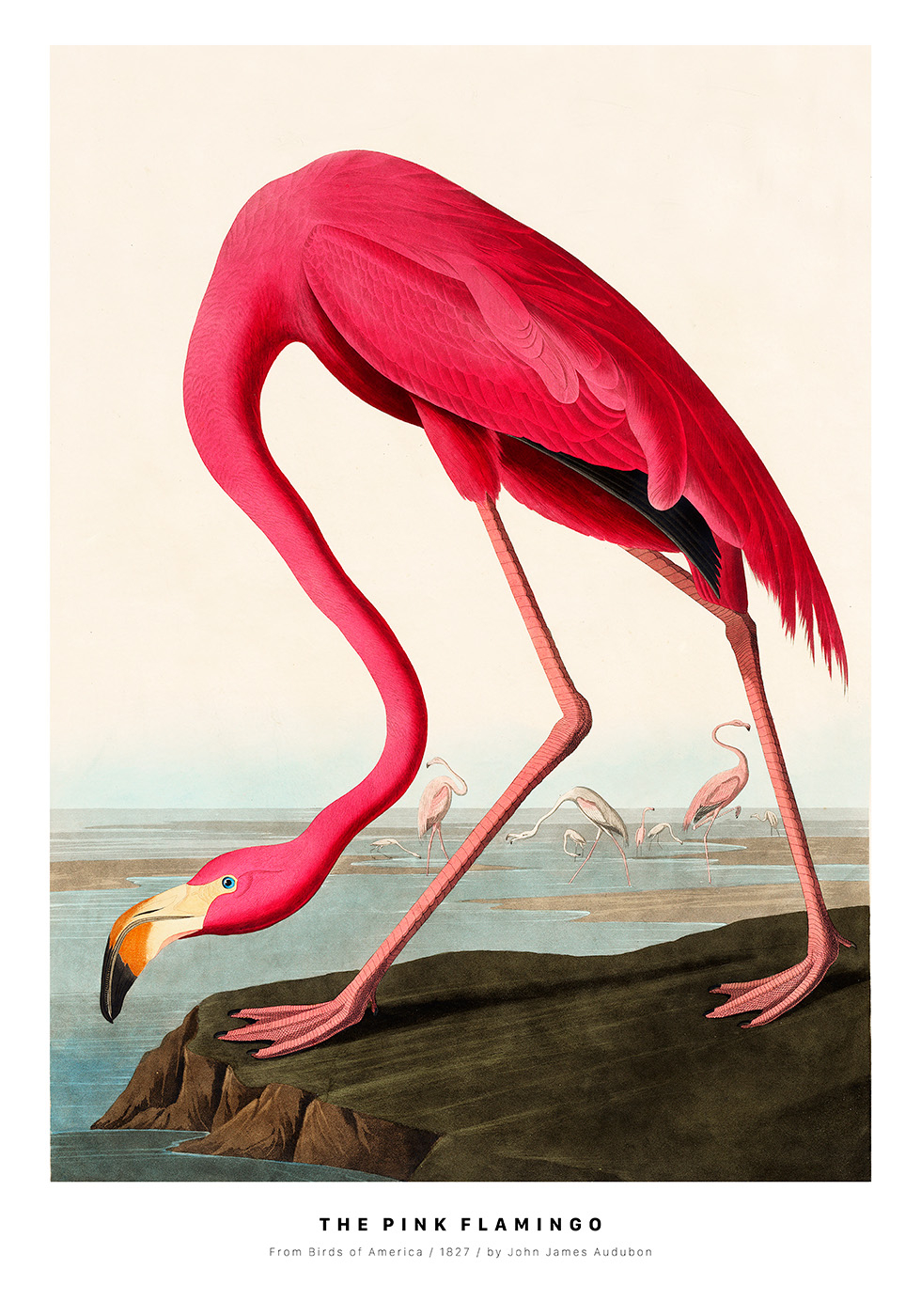 Se The Pink Flamingo af Plakatwerket hos Illux.dk