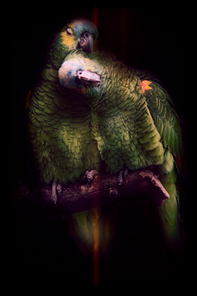 Image of Together af Gustavo Orensztajn