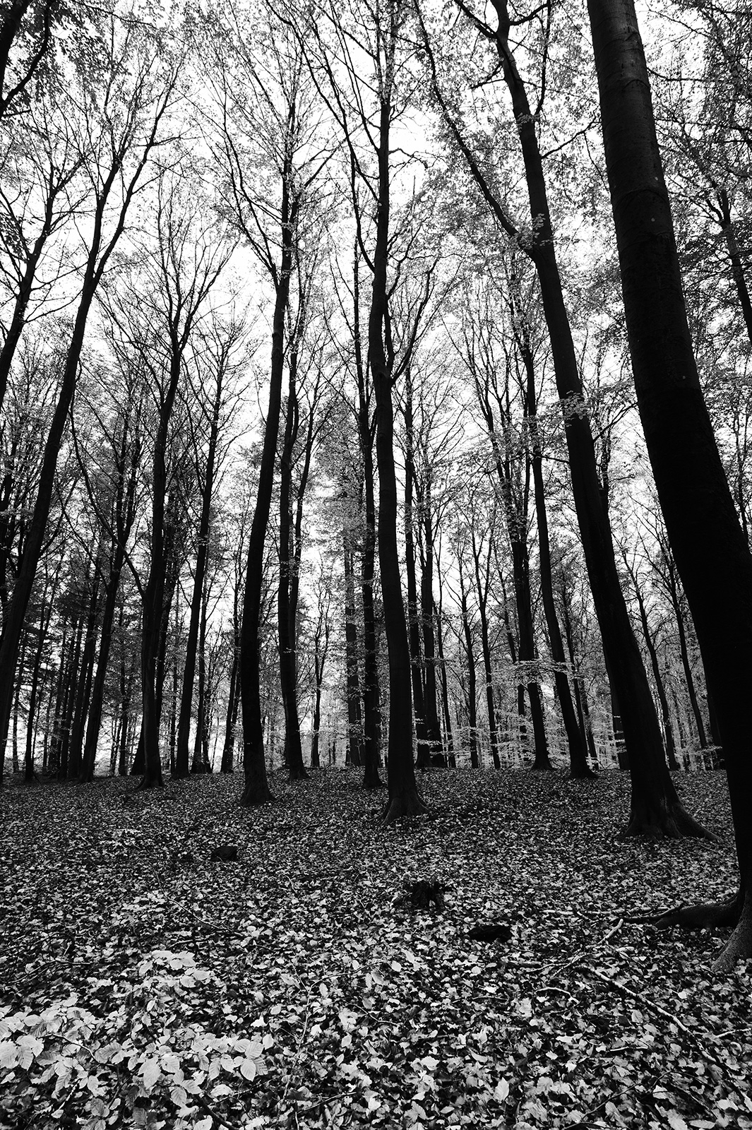 Trees af Jakob Evers