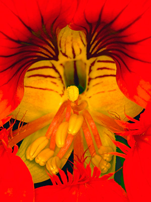 Image of Tropaeolum af Pauline Snoeijs