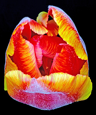 Image of Tulipa 1 af Pauline Snoeijs
