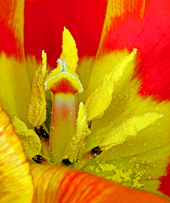 Image of Tulipa 2 af Pauline Snoeijs