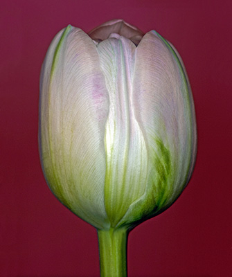 Image of Tulipa 3 af Pauline Snoeijs