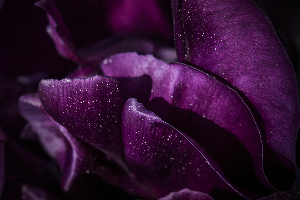 Image of Tulipetal 01 af Wilfred Gachau