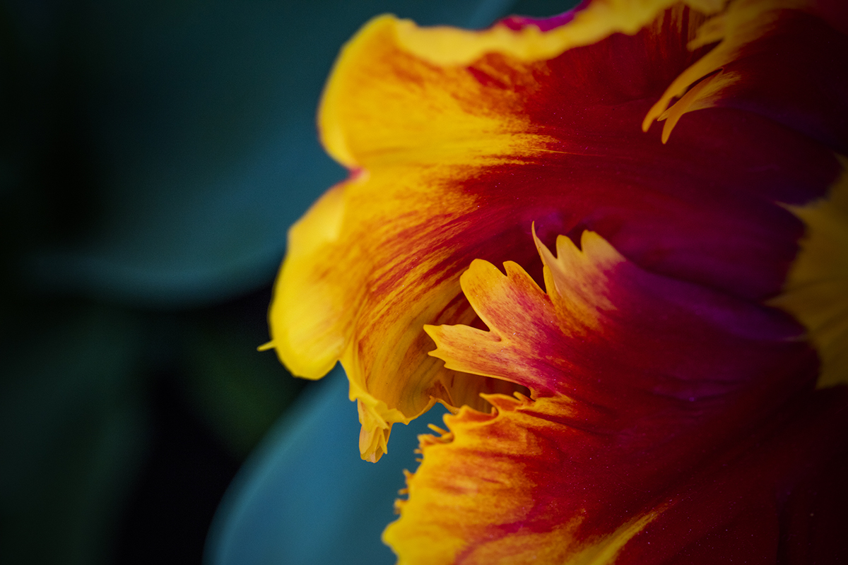Image of Tulipetal 02 af Wilfred Gachau