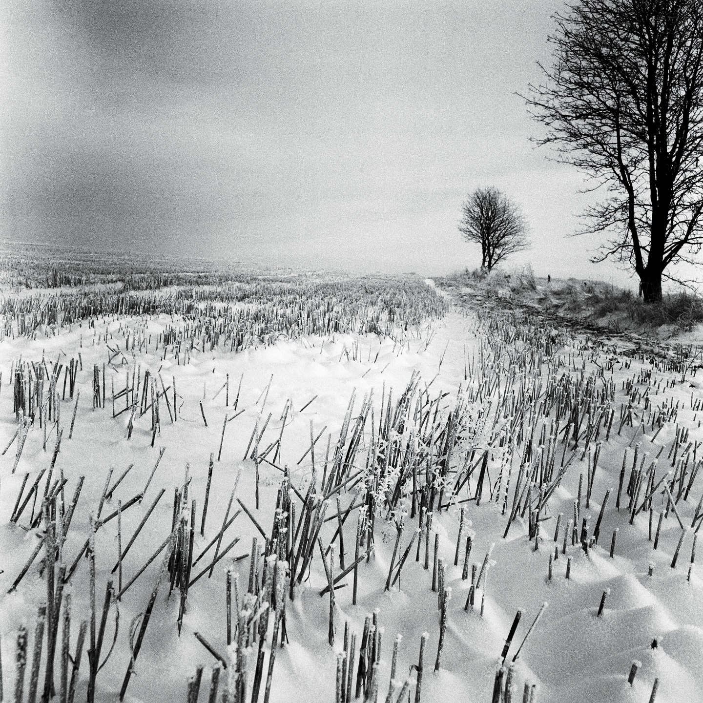 Billede af Vinter af Ida Schmidt