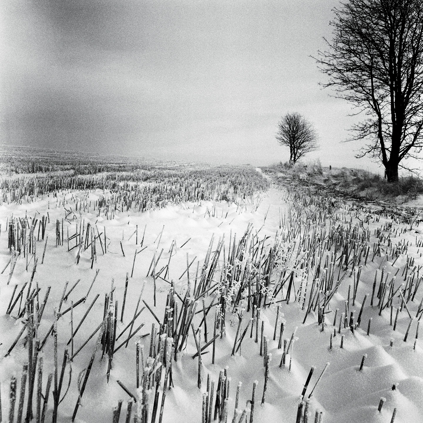 Se Vinter af Ida Schmidt hos Illux.dk