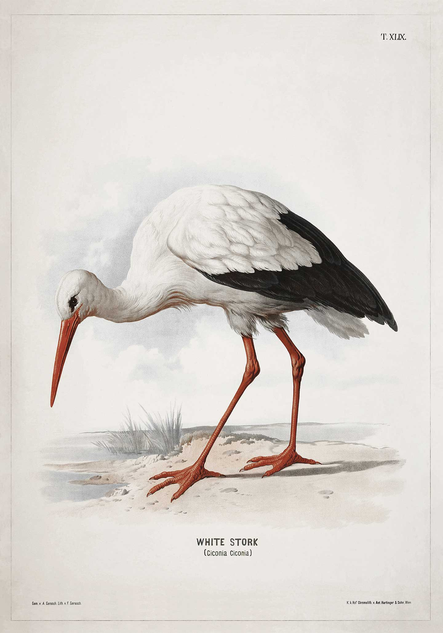 White Stork Vintage Vista Designs
