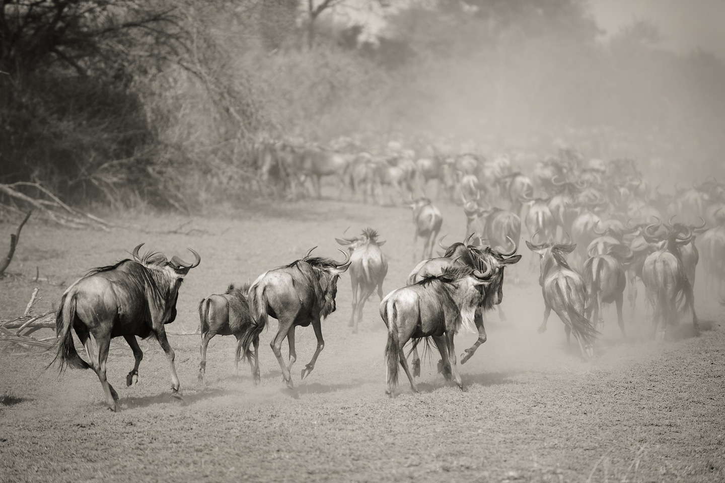 Billede af Wilderbeest in Serengeti af Julie Aucoin