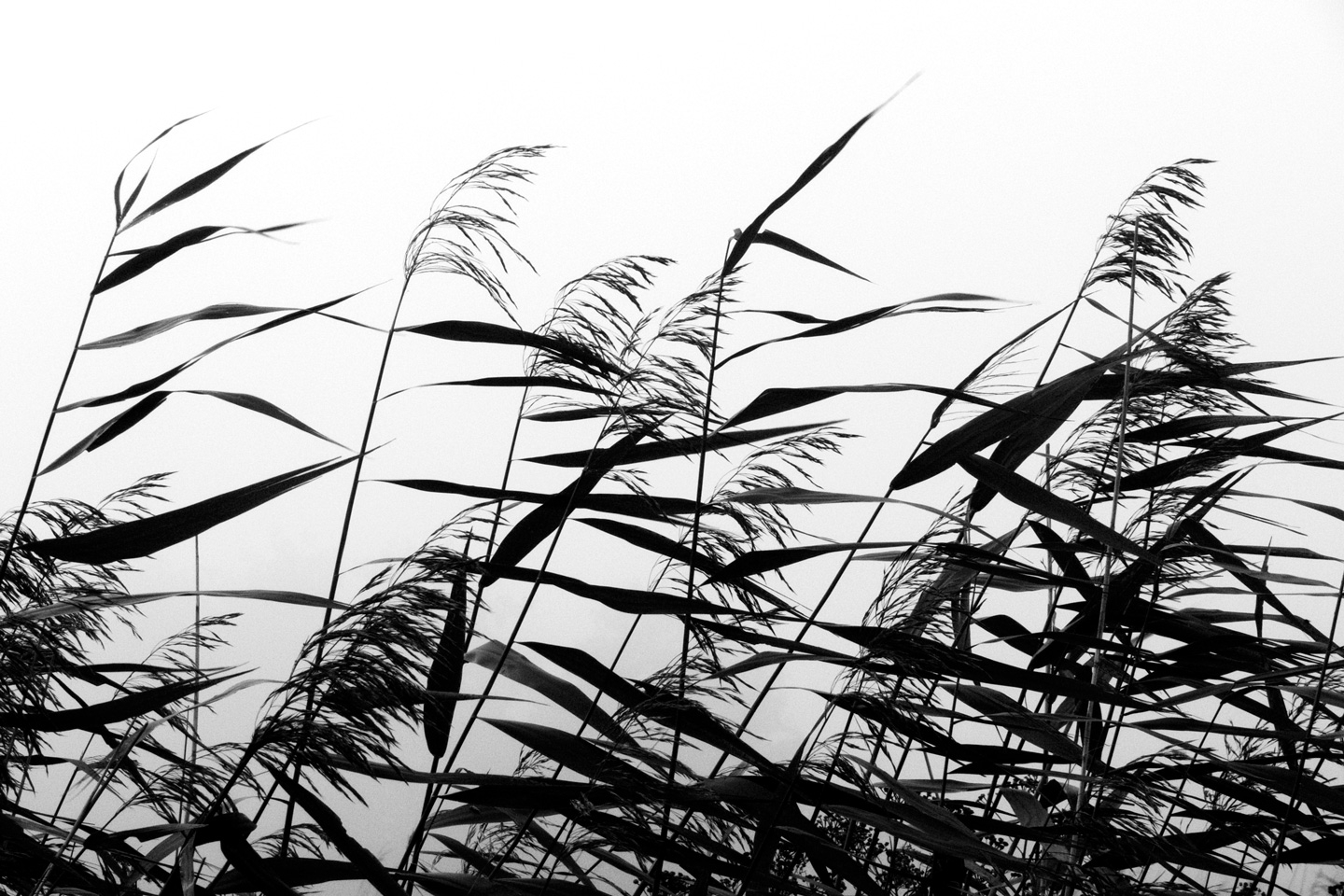 Billede af Windy weed black white af Kirsten Stigsgaard