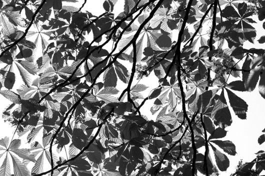 Image of Chestnut spring af Kirsten Stigsgaard