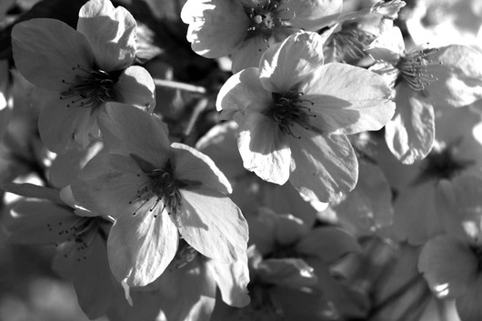 Image of Kirsebaerblomst af Kirsten Stigsgaard