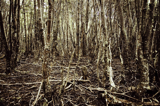 Image of Skov på Tierra del Fuego af Rune Johansen