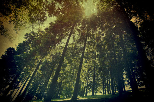 Image of The Wood af Gustavo Orensztajn
