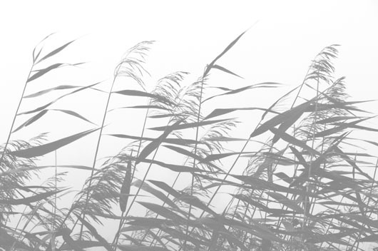 Image of Windy weed af Kirsten Stigsgaard